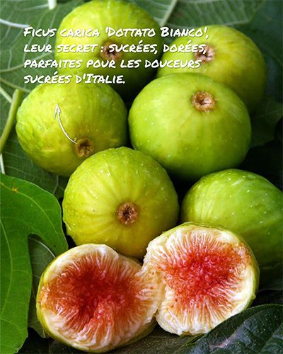 Ficus carica 'Dottato Bianco', figues dorées et sucrées, idéales pour douceurs italiennes.